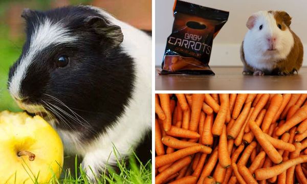 Guinea Pig Treats