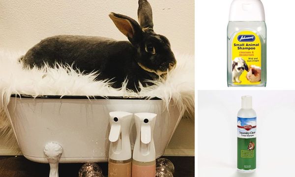 Rabbit Shampoo