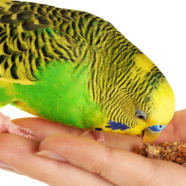 Parakeet Food