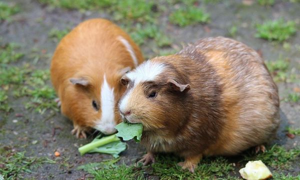 Cage for Guinea Pig