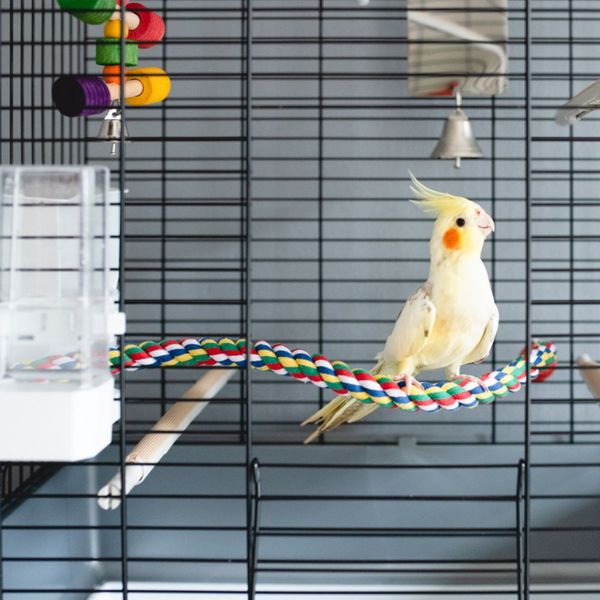 Cockatiel Cage