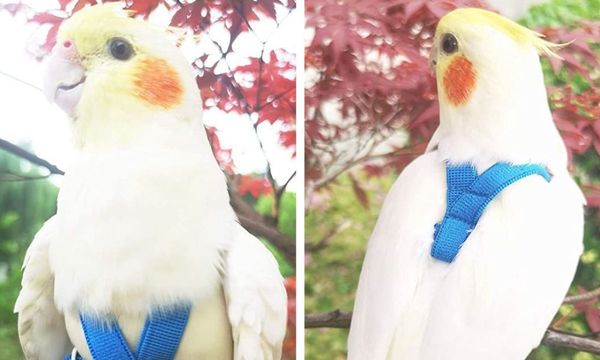 Cockatiel Harness