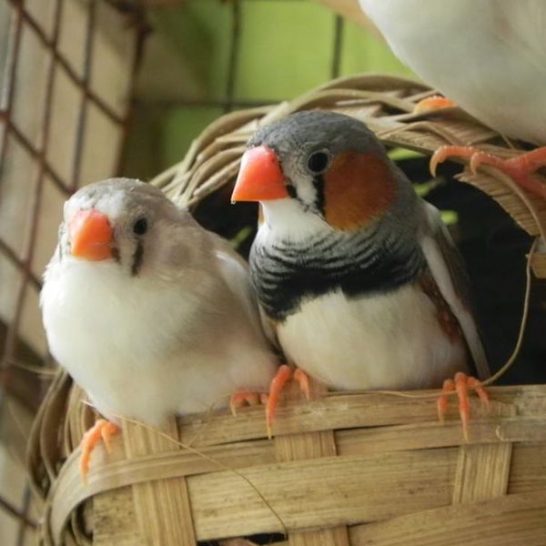 Finch Nest