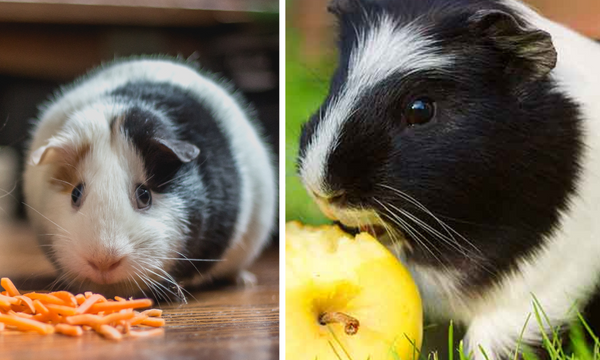 Guinea Pig Treats