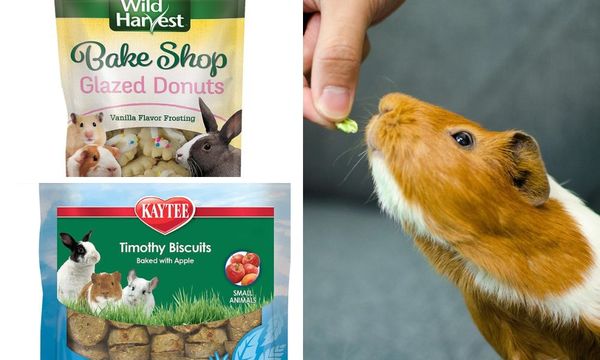 Guinea Pig Treats