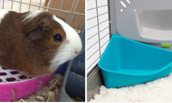 Guinea Pig Litter Box