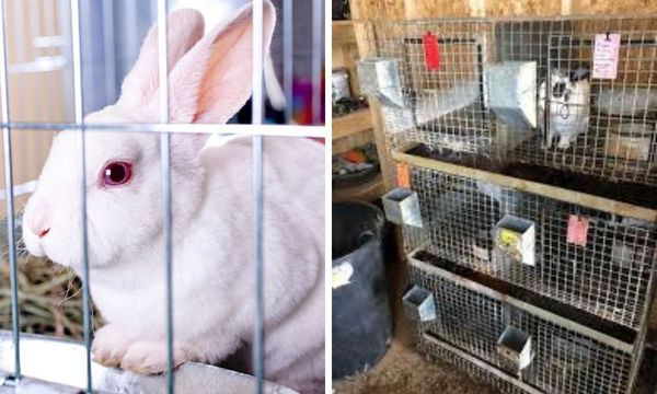 Stackable Rabbit Cages