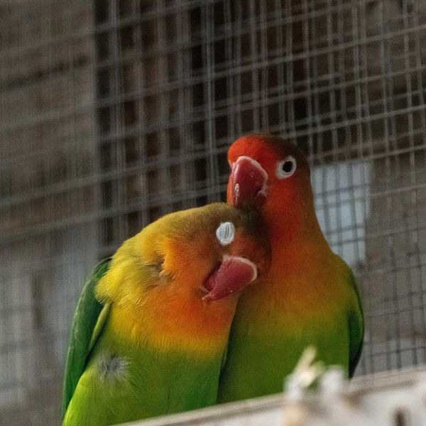 Lovebirds Cage