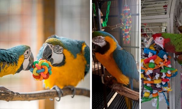 Macaw Toys