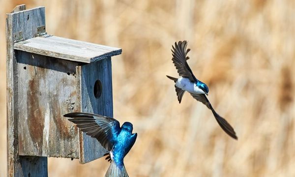 Nesting Boxes for Birds