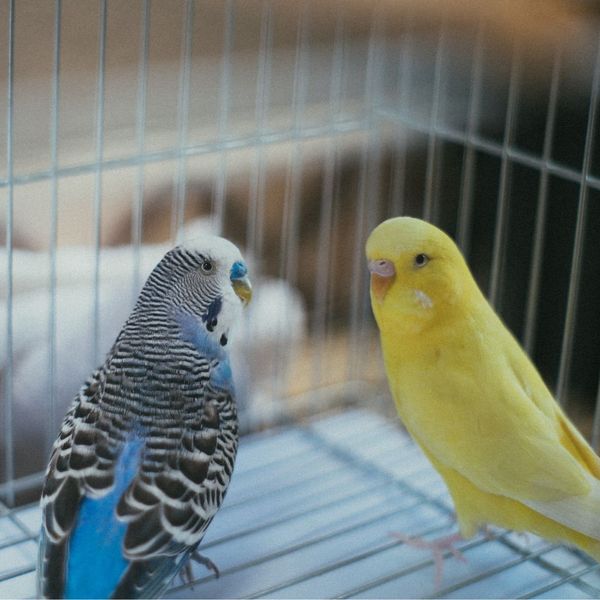 Parakeet Cage