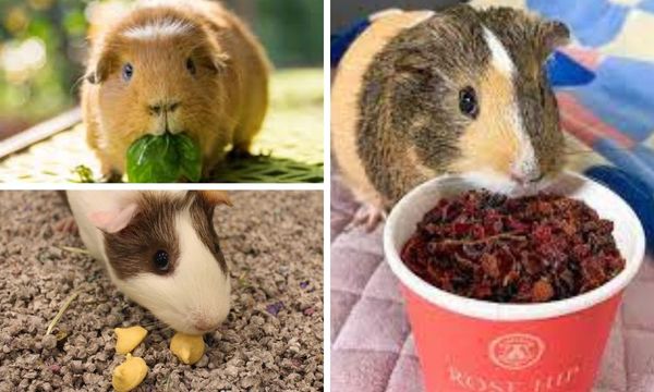 Guinea Pig Treats