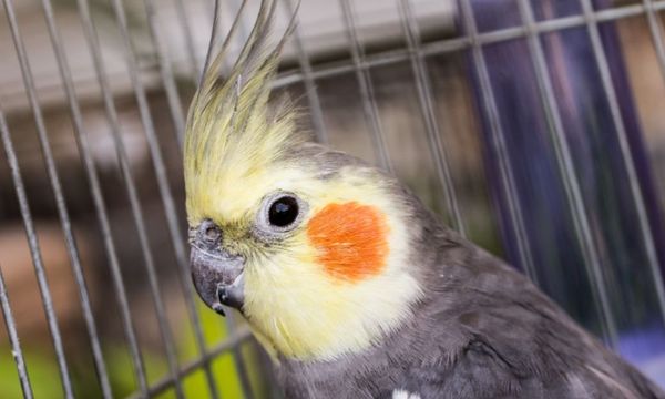 Cockatiel Cage