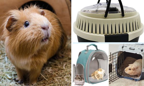 Travel Cages for Guinea Pigs