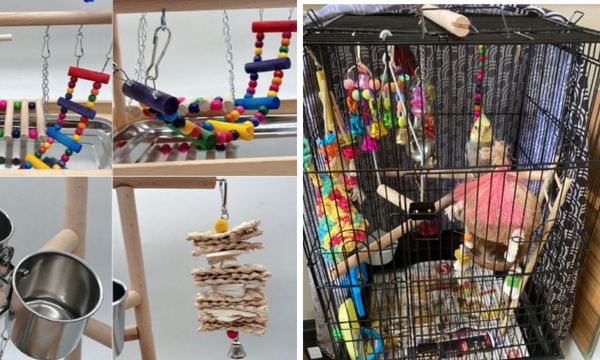 Cockatiel Playground