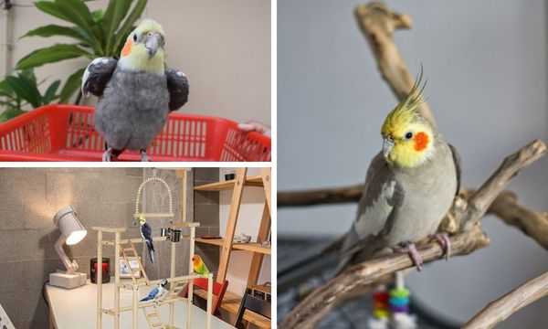 Cockatiel Playground