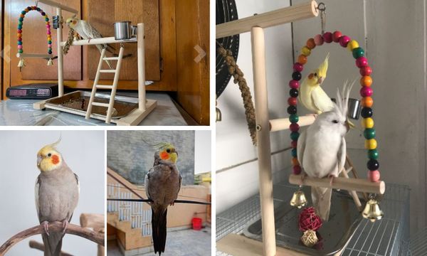 Cockatiel Playground