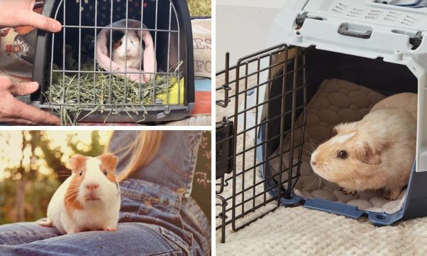 Travel Cages for Guinea Pigs