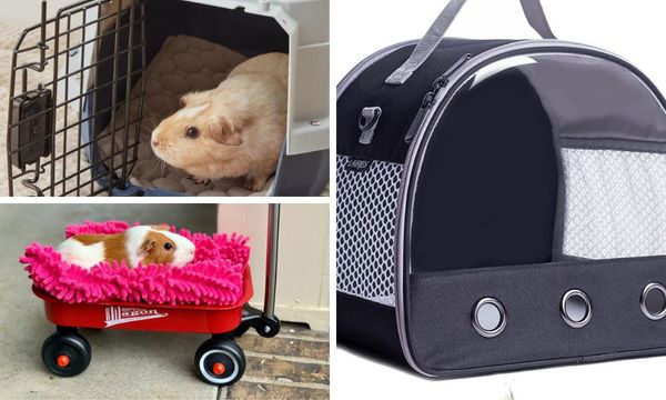 Travel Cages for Guinea Pigs