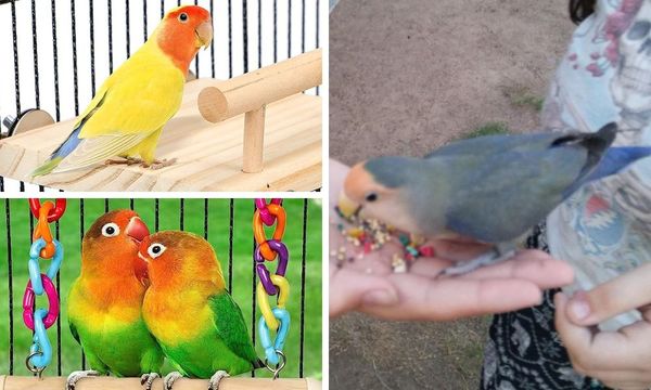 Love Birds Food