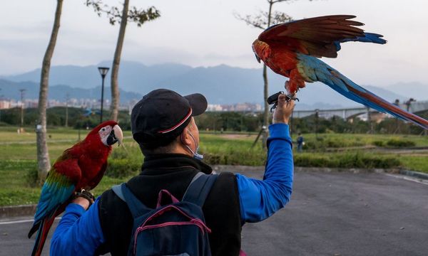 Macaw Harness