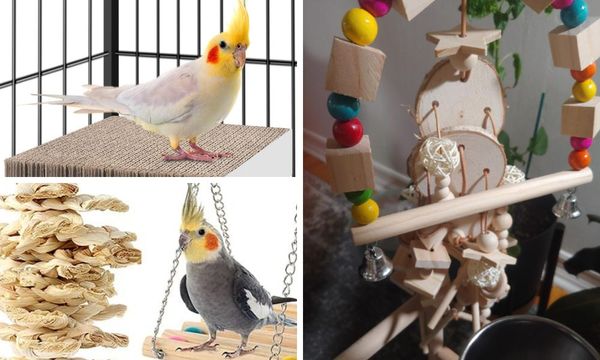 Cockatiel Toys