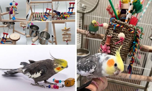 Cockatiel Toys