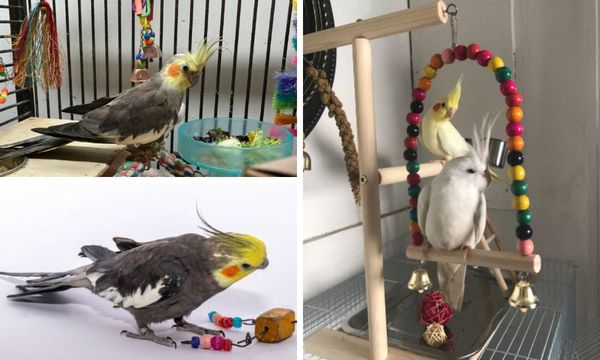 Cockatiel Toys