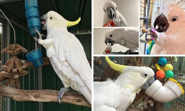 Cockatoo Toys