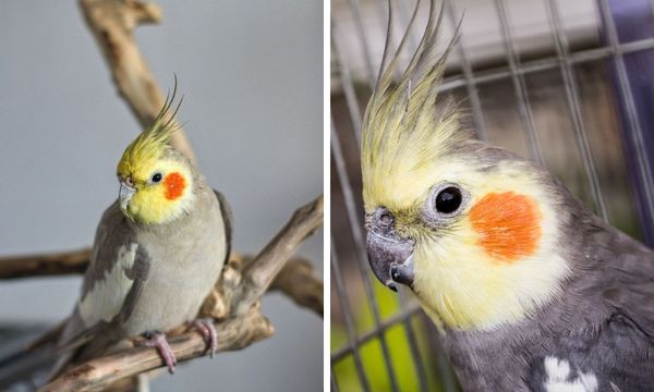 Cockatiel Cage