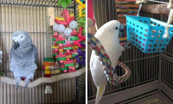 Parrot Toys