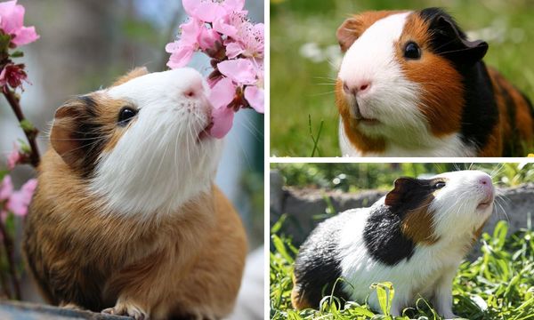 American Guinea Pig