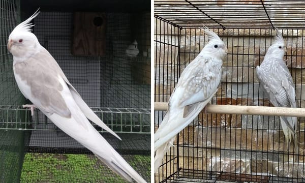 Ashenfallow Cockatiel