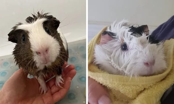 Guinea Pig Shampoo