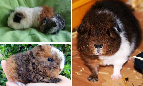 Rex Guinea Pig