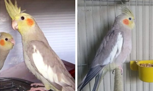 Cinnamon Cockatiel