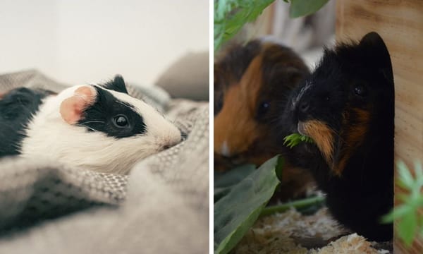 Are Guinea Pigs Nocturnal?