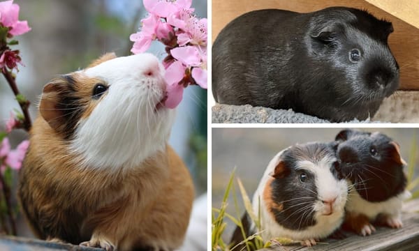 American Guinea Pig