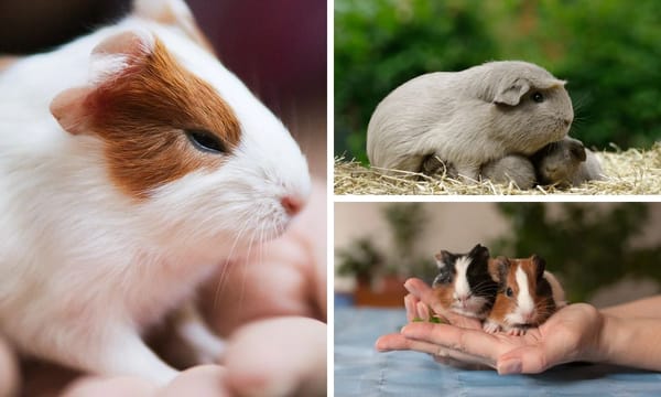 Baby Guinea Pig