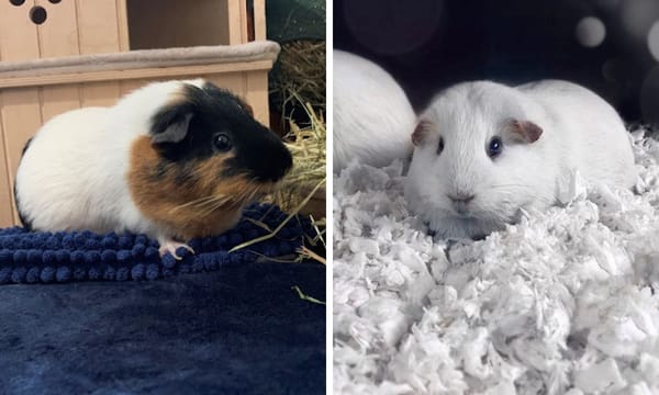 guinea pig bedding