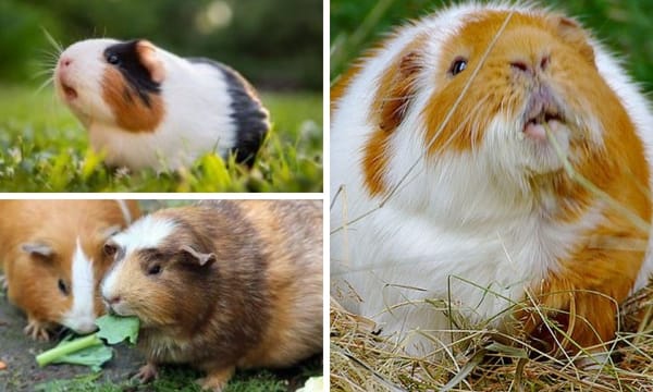 Fat Guinea Pigs