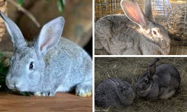 Giant Chinchilla Rabbit