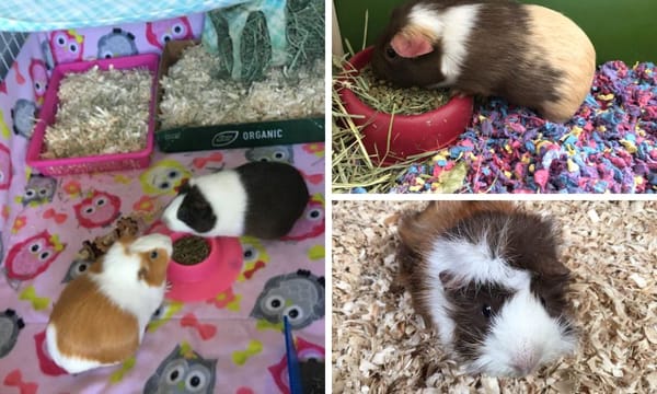 Guinea Pig Bedding