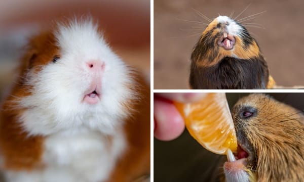 Understanding Guinea Pig Teeth: A Comprehensive Guide