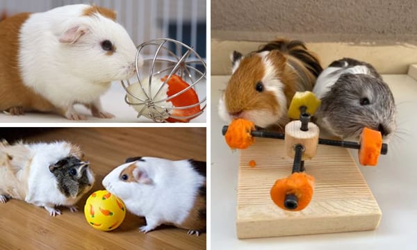 Guinea Pig Toys