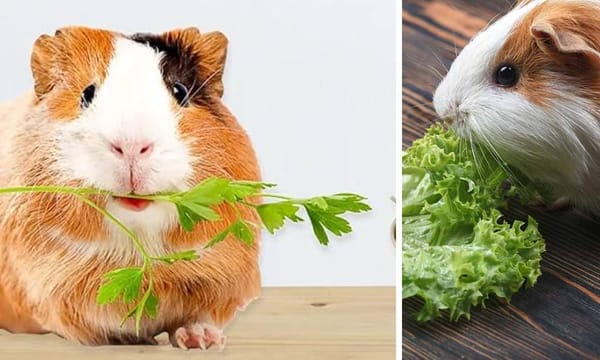 Guinea Pig Vitamin C