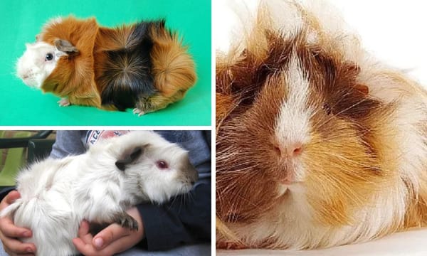 Abyssinian Guinea Pigs