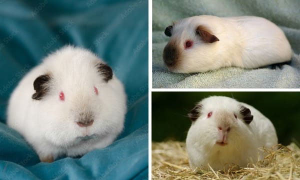 himalayan guinea pig