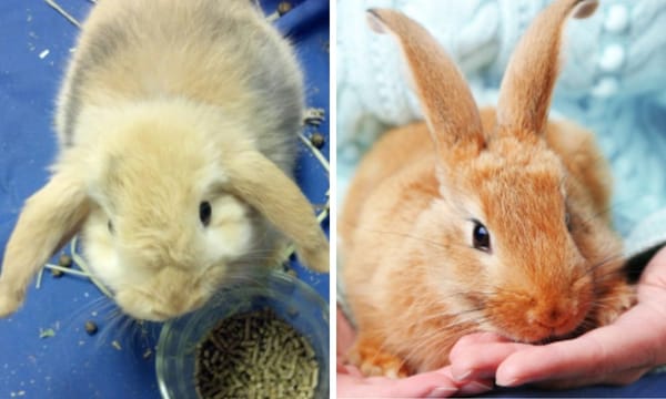 Timothy hay pellets for rabbits