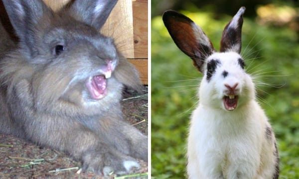 Understanding Rabbit Yawning: An Insight into Bunny Behavior